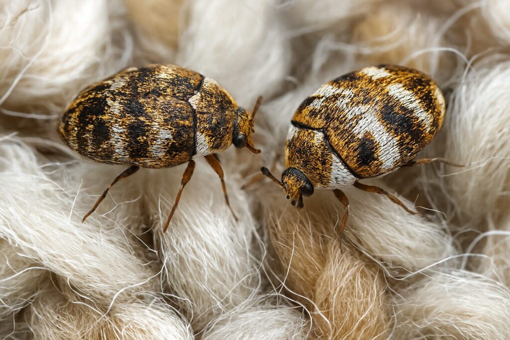 Carpet Beetle Control Calgary