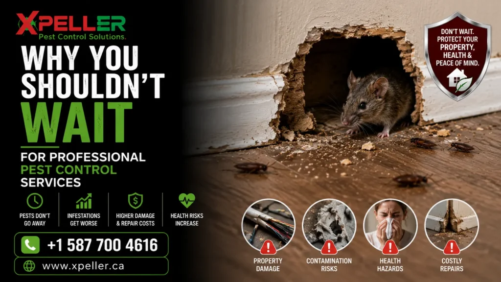 Why You Shouldnt Wait for Professional Pest Control Services