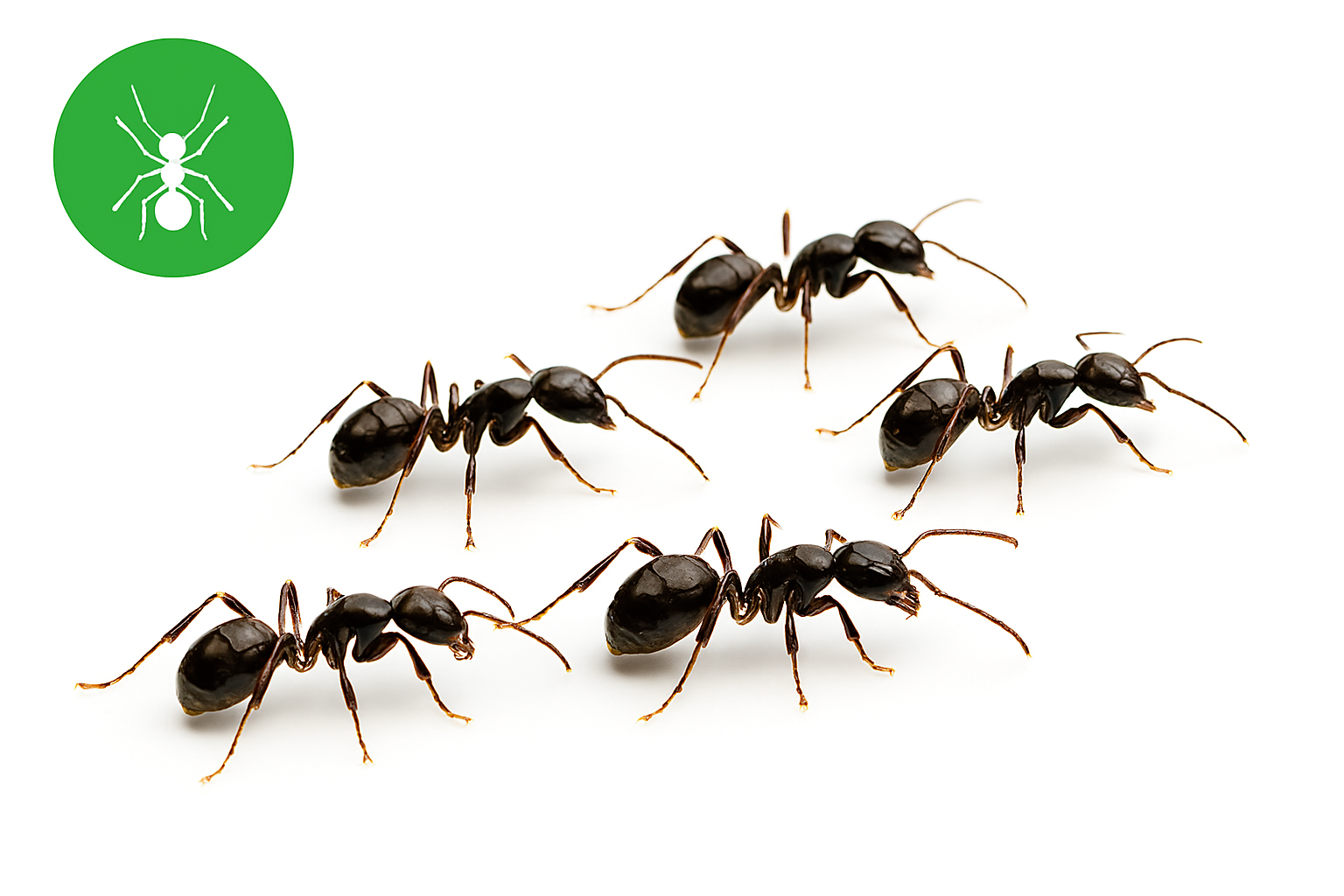 Ant service in Calgary.