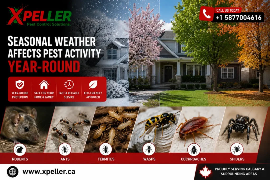 How Seasonal Weather Affects Pest Activity Throughout the Year