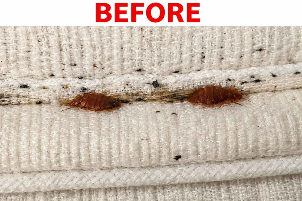 Before bed bug control