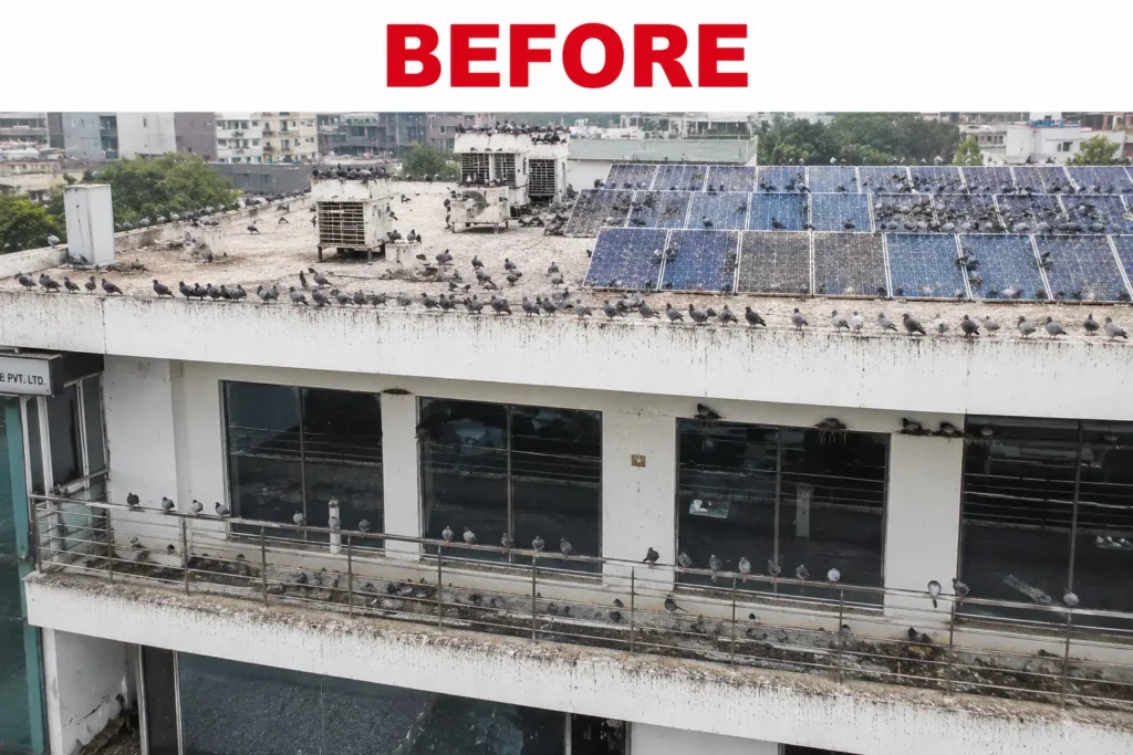 Before bird Control