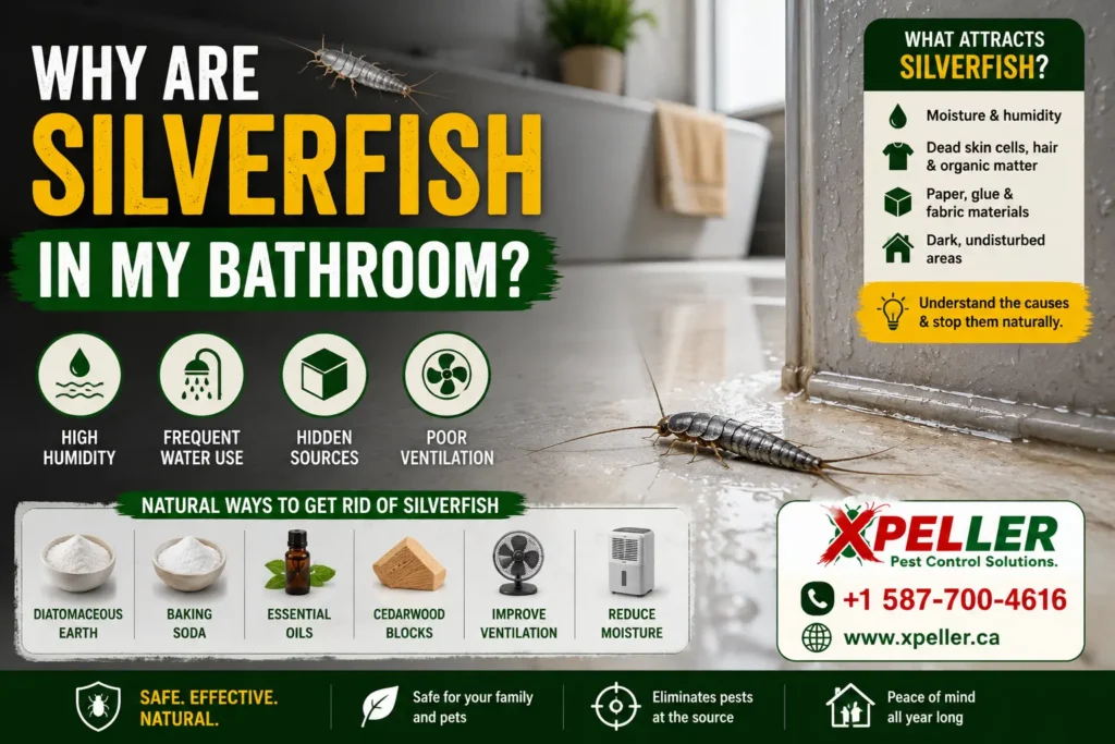 Why Are Silverfish in My Bathroom
