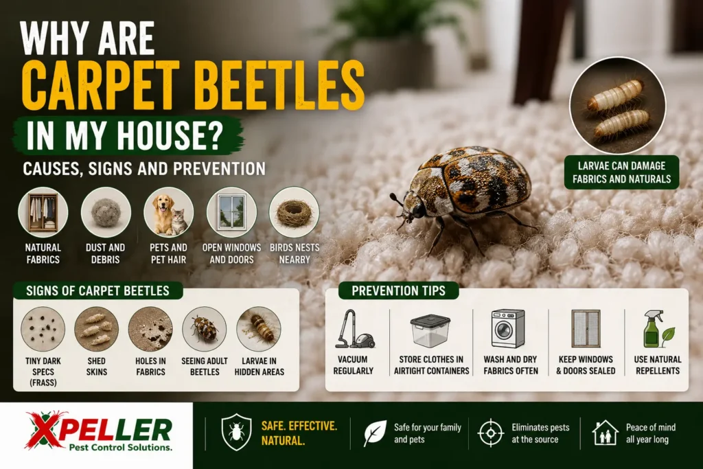 Why Are Carpet Beetles in My House Causes, Signs and Prevention