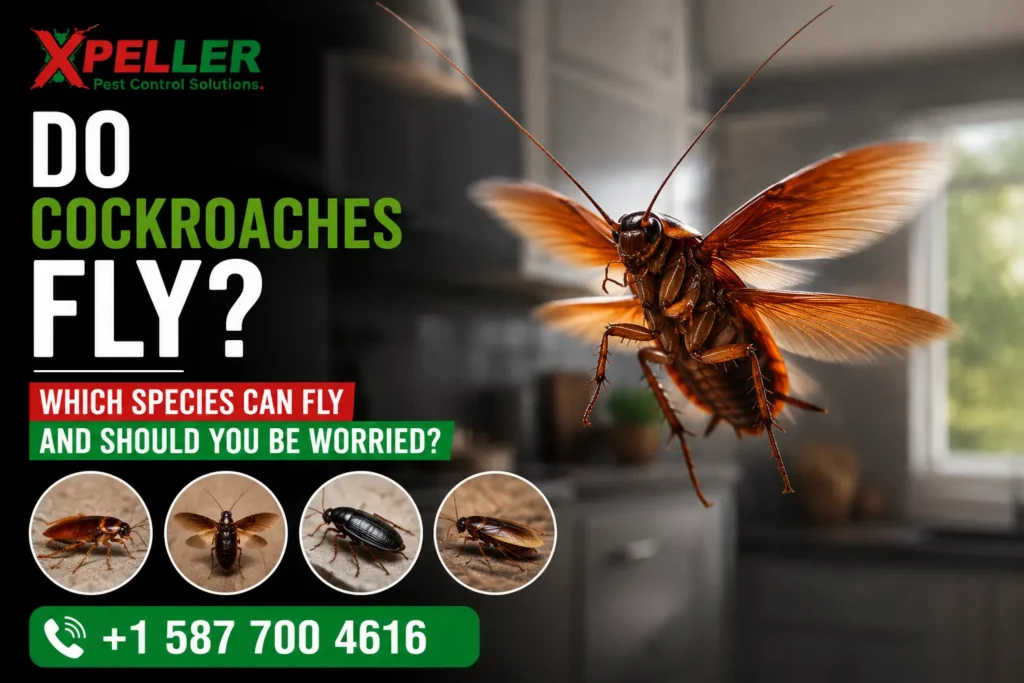 Do Cockroaches Fly Which Species Can Fly and Should You Be Worried