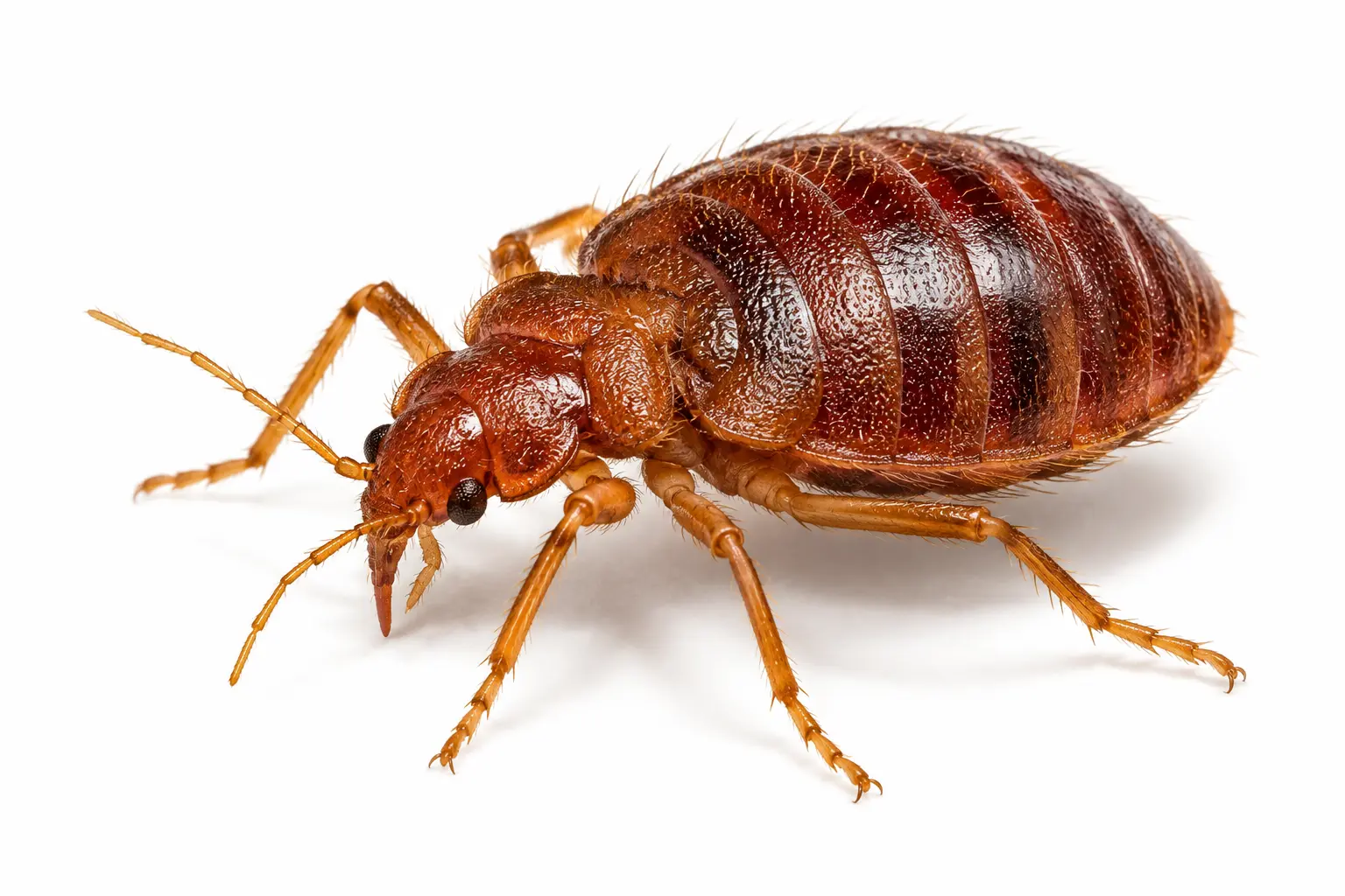 Bed bug